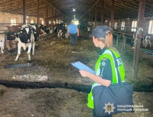 Зникли десятки корів: керівника держпідприємства підозрюють у збитках